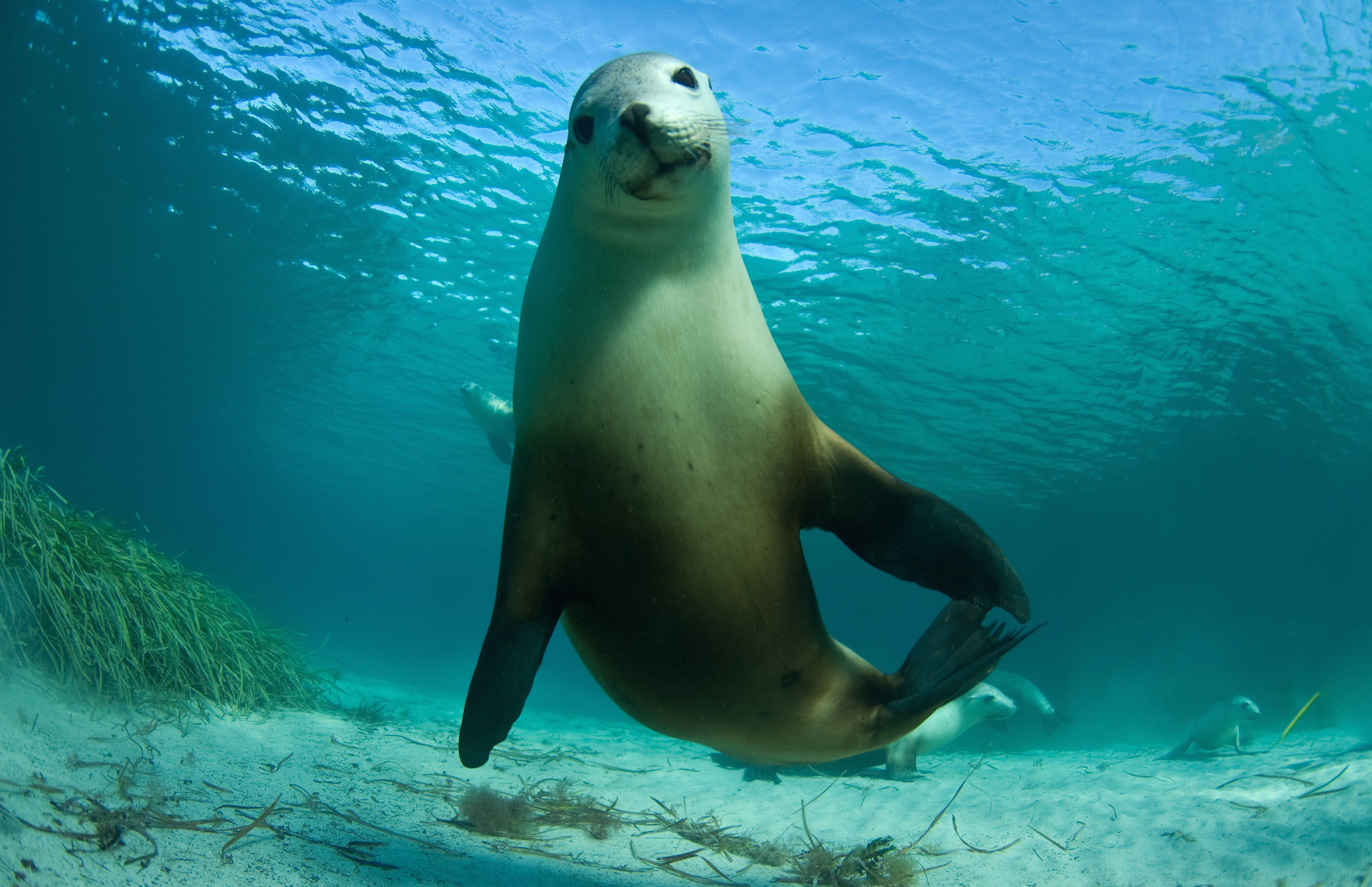 Great White Expedition (3 Nights) 2020